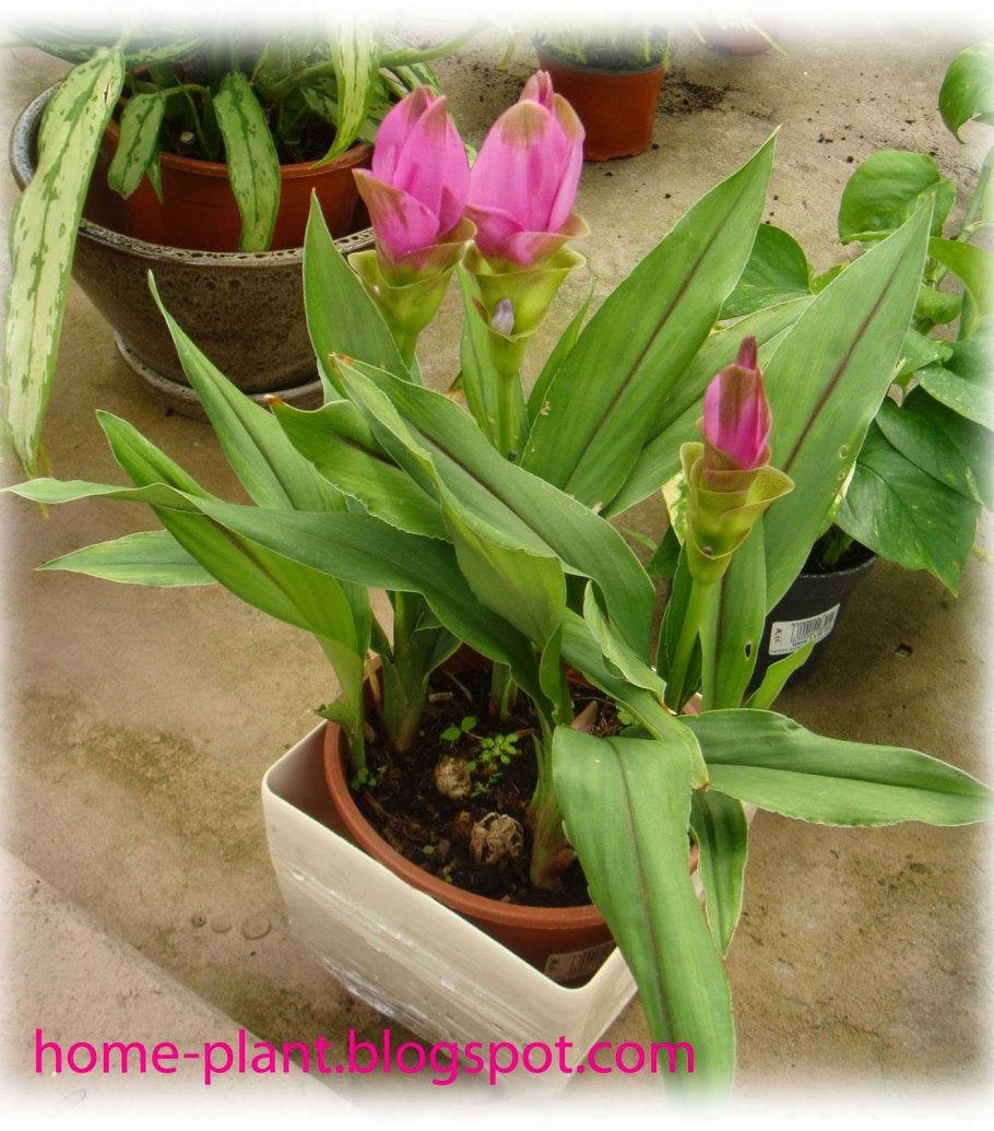 Куркума Сиам Солар