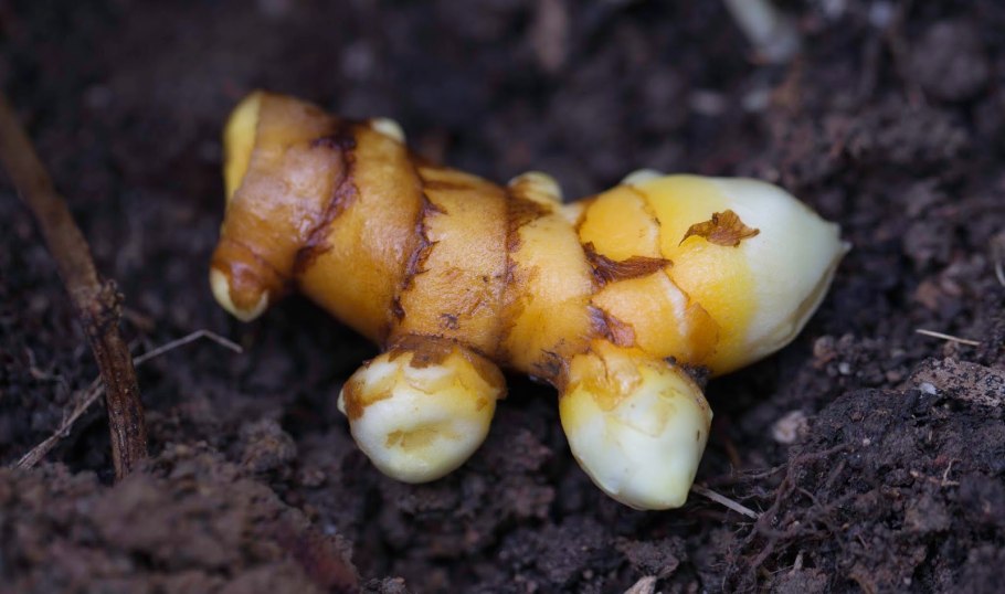 Как растет куркума в природе фото