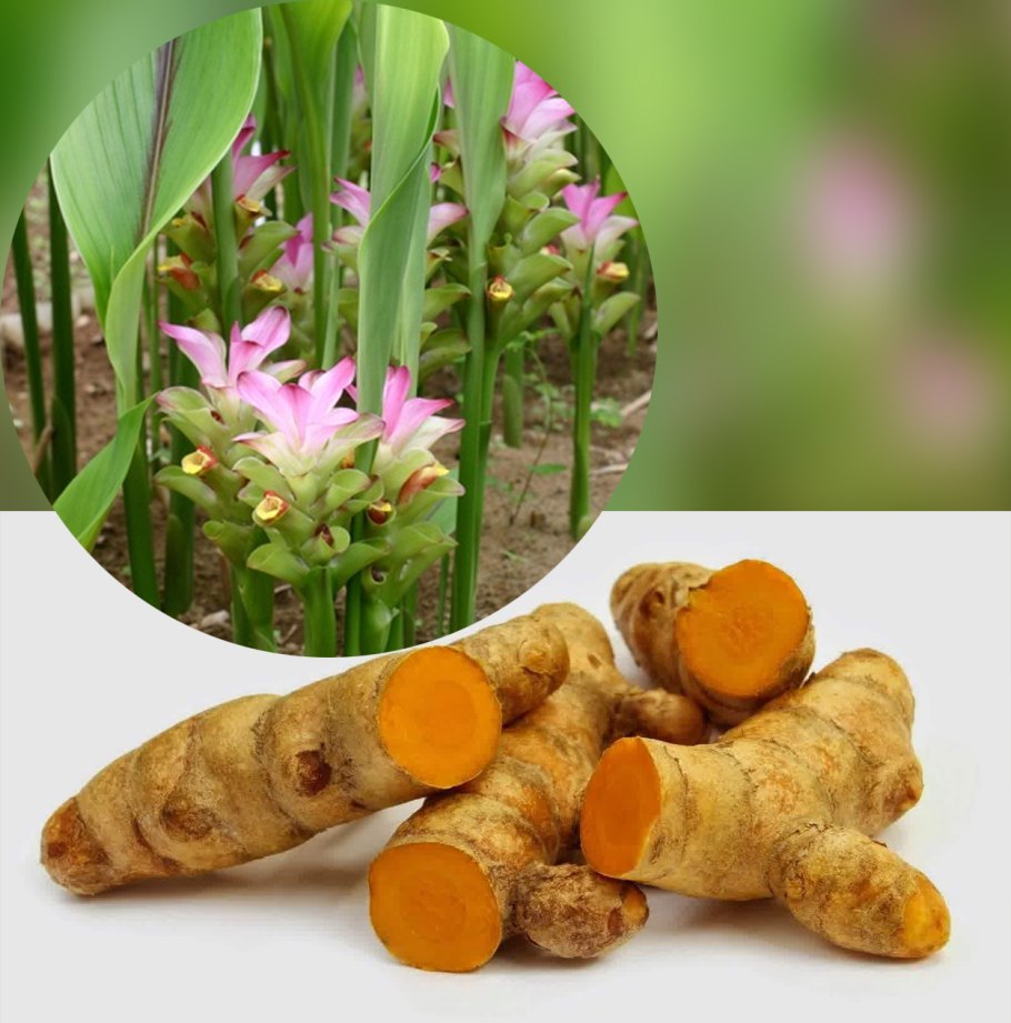 Куркума цедоария корень