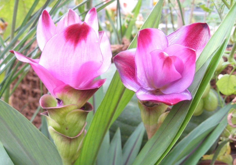 Куркума цветок