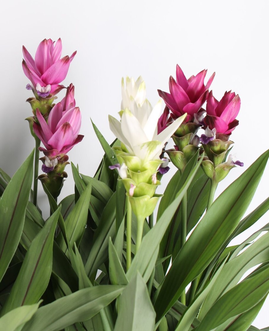 Куркума цветет