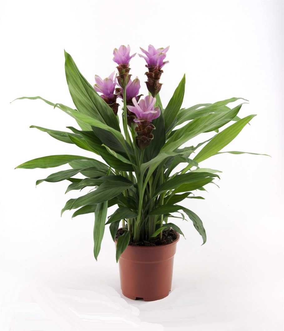 Куркума Сиам Свифт d15