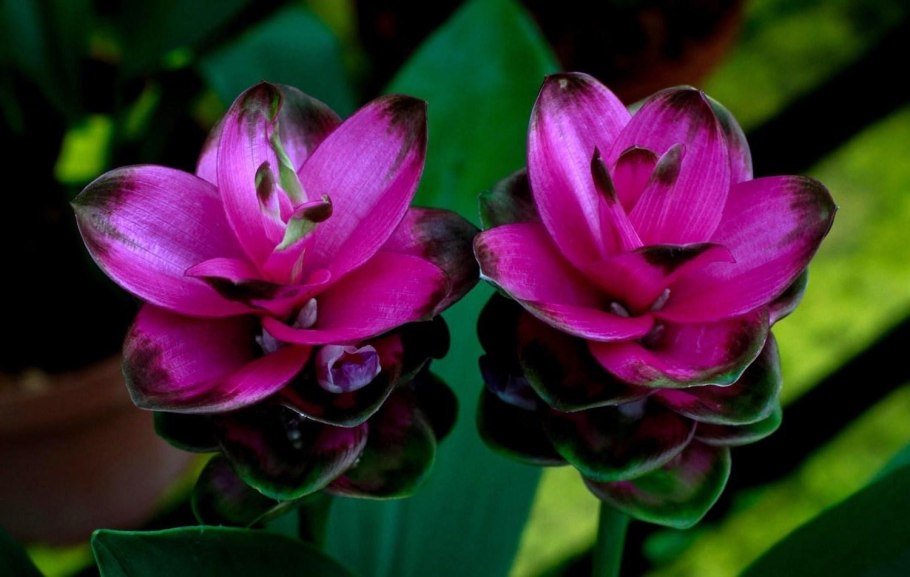 Куркума цветок