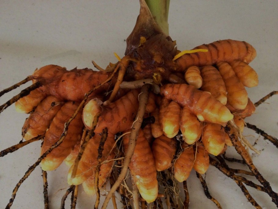 Корневище куркумы