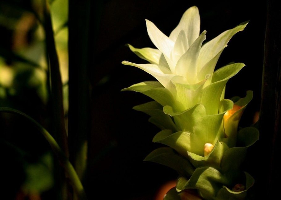 Curcuma Flower