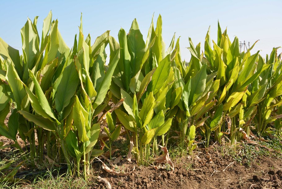 Куркума ароматная