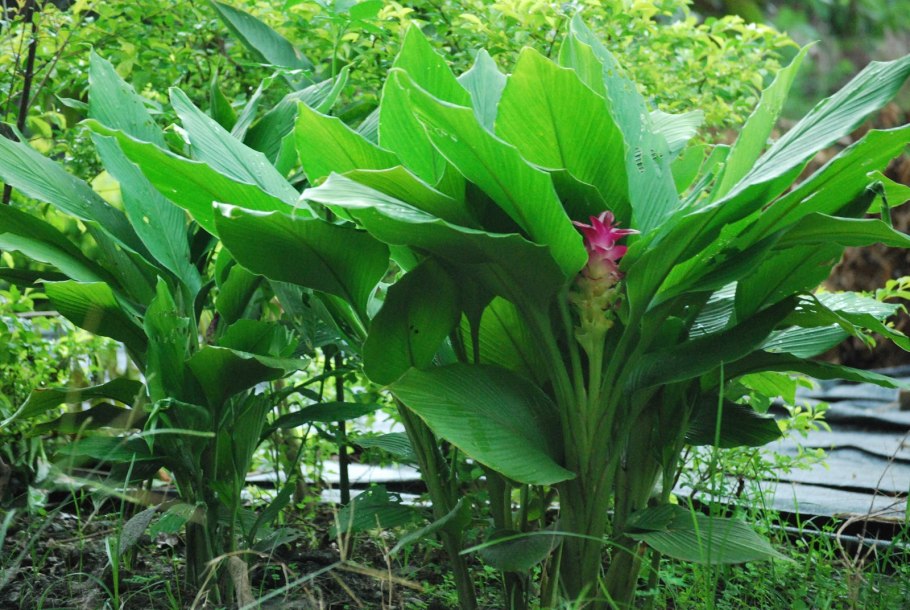 Дикая куркума