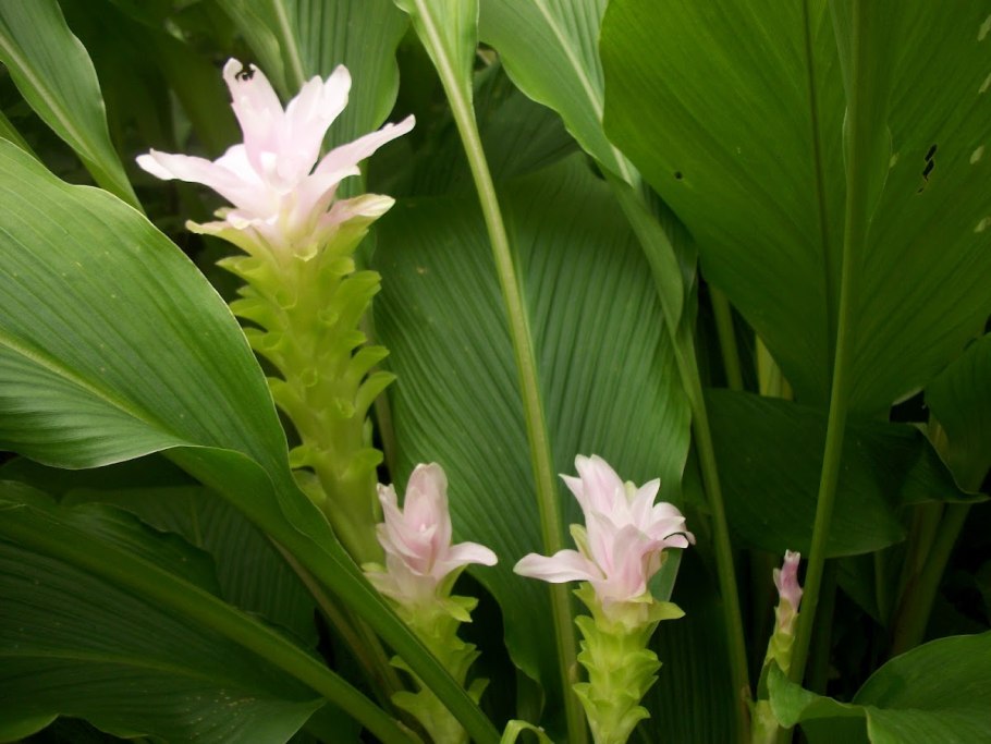 Растение curcuma longa