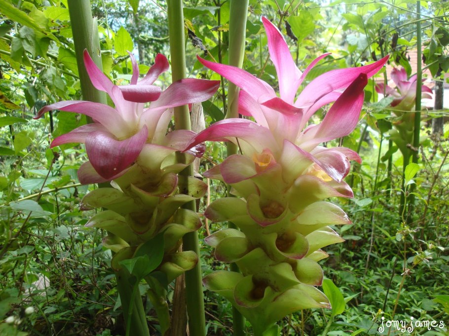 Куркума растение отцветшая