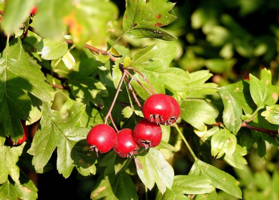 Боярышник Дугласа Crataegus douglasii