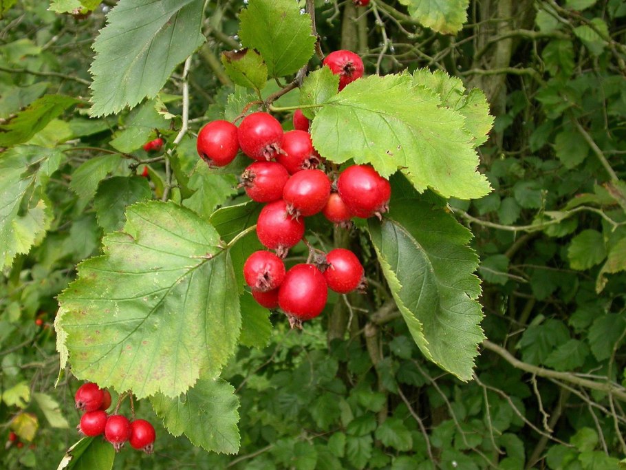 Боярышник обыкновенный Crataegus laevigata