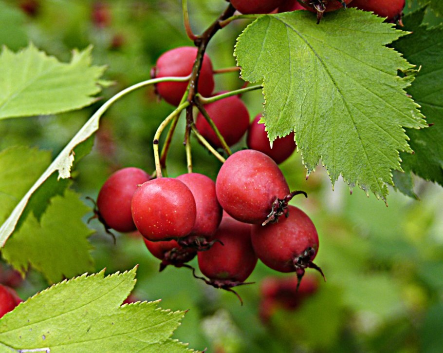 Боярышник мягковатый - Crataegus submollis