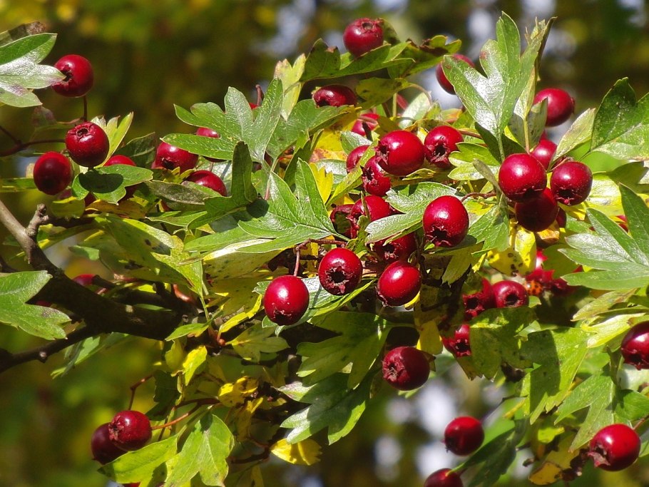 Crataegus monogyna,боярышник