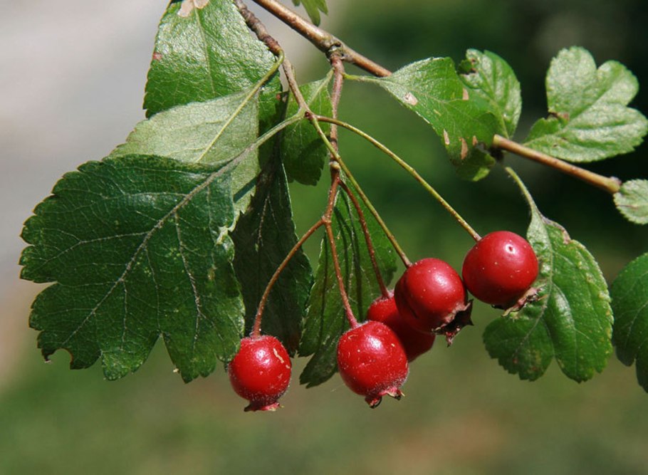 Боярышник обыкновенный Crataegus laevigata