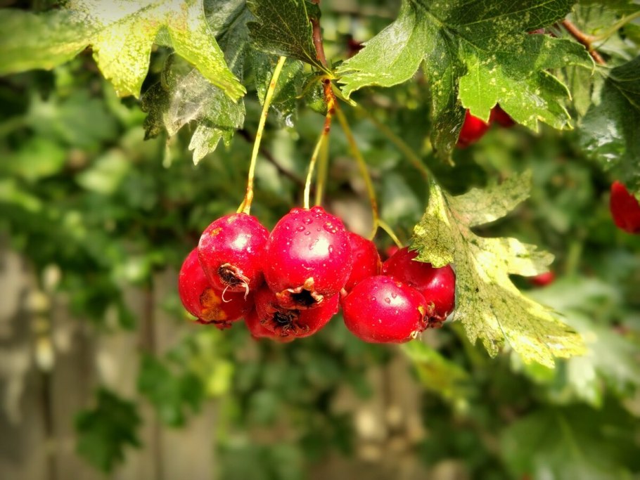 Боярышник сливолистный (Crataegus prunifolia)