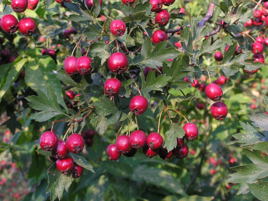 Боярышник Сибирский Crataegus sanguinea