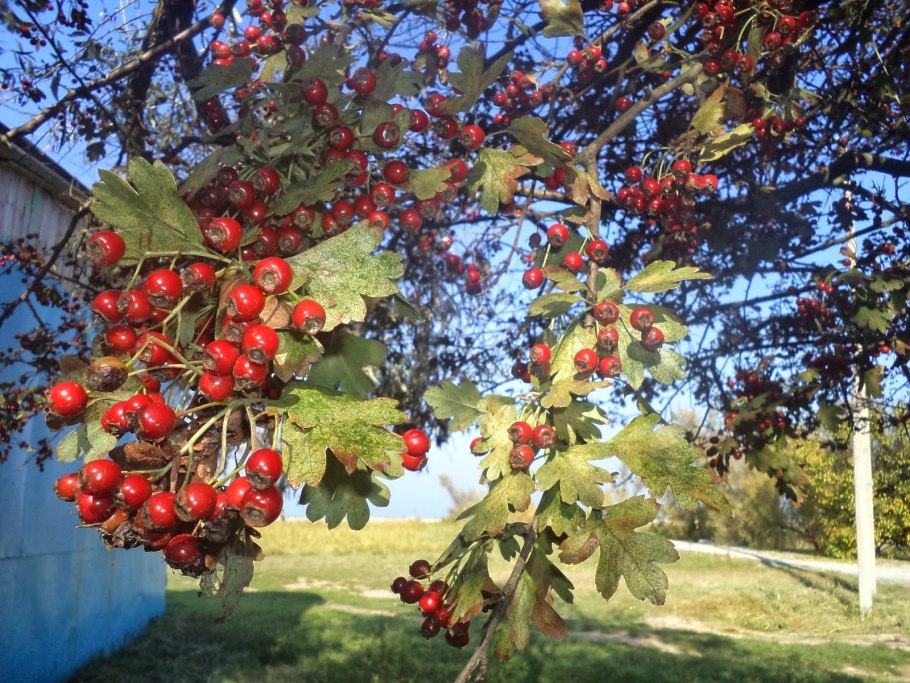 Боярышник однопестичный Crataegus