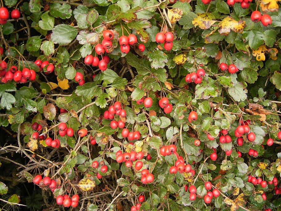 Боярышник колючий - Crataegus oxyacantha