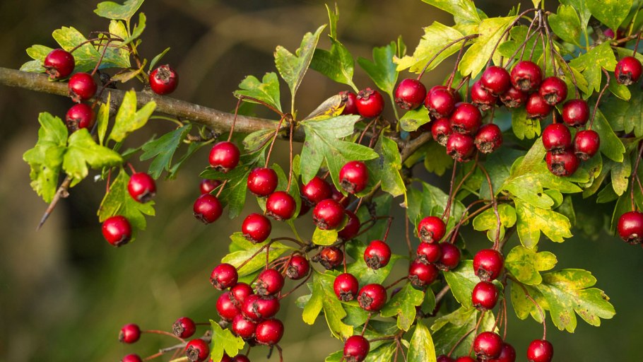 Боярышник Сибирский Crataegus sanguinea