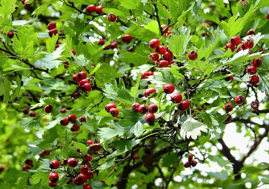 Боярышник обыкновенный Crataegus laevigata
