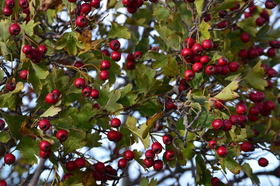 Боярышник Арнольда Crataegus arnoldiana