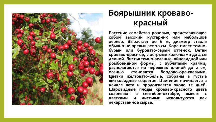 Боярышник крупноплодный