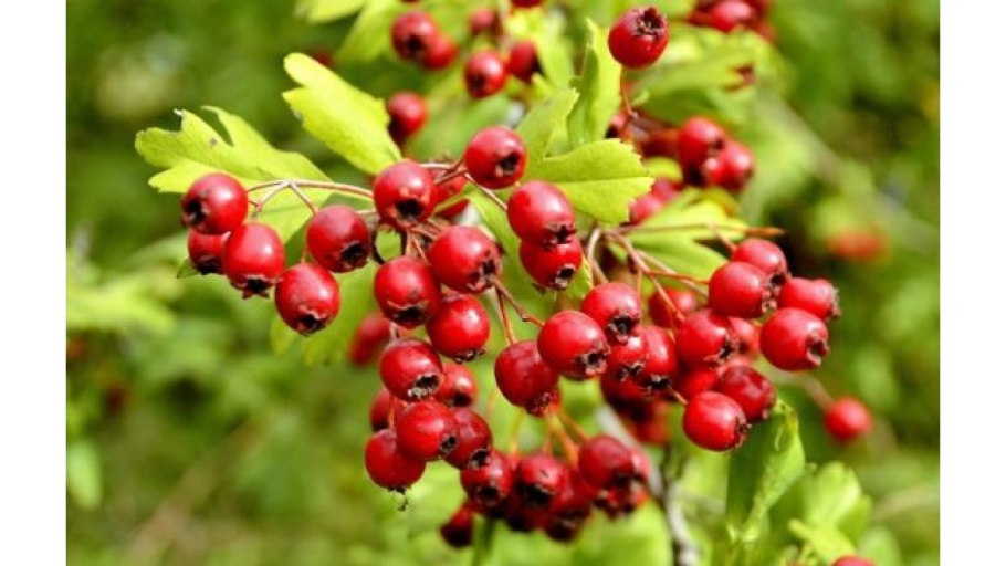 Боярышник обыкновенный – Crataegus oxyacantha