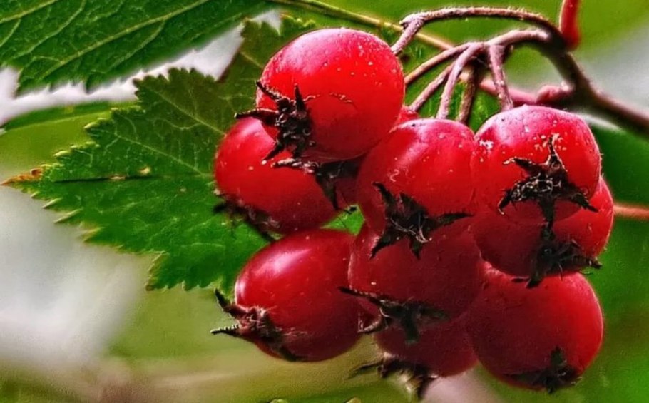 Боярышник обыкновенный Crataegus laevigata