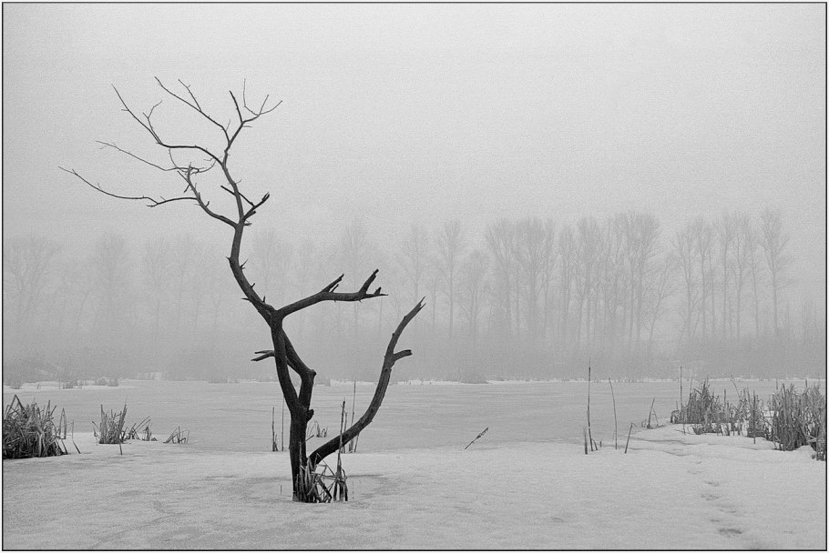 Олень лежит