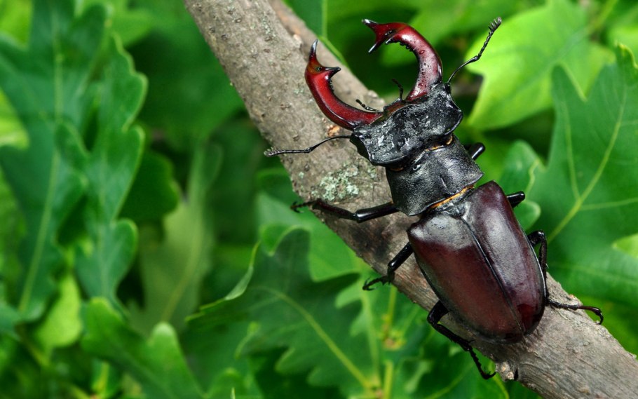 Stag Beetle