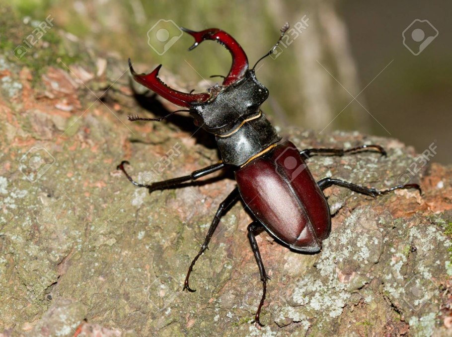 Жук олень Рогач