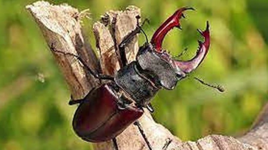 Мужчина Жук