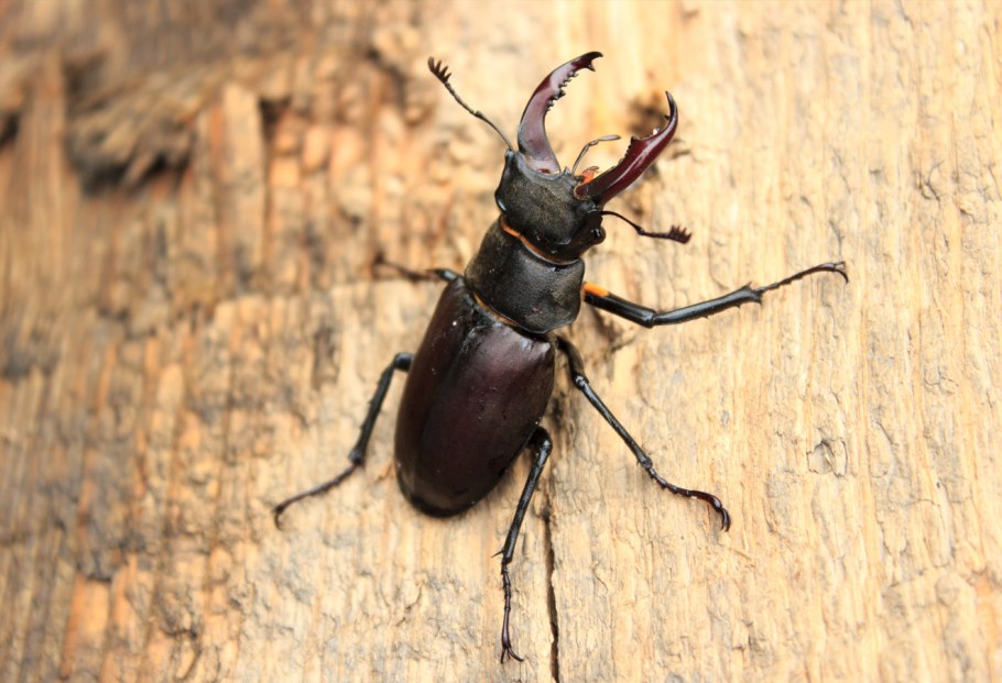 Оленьи рога