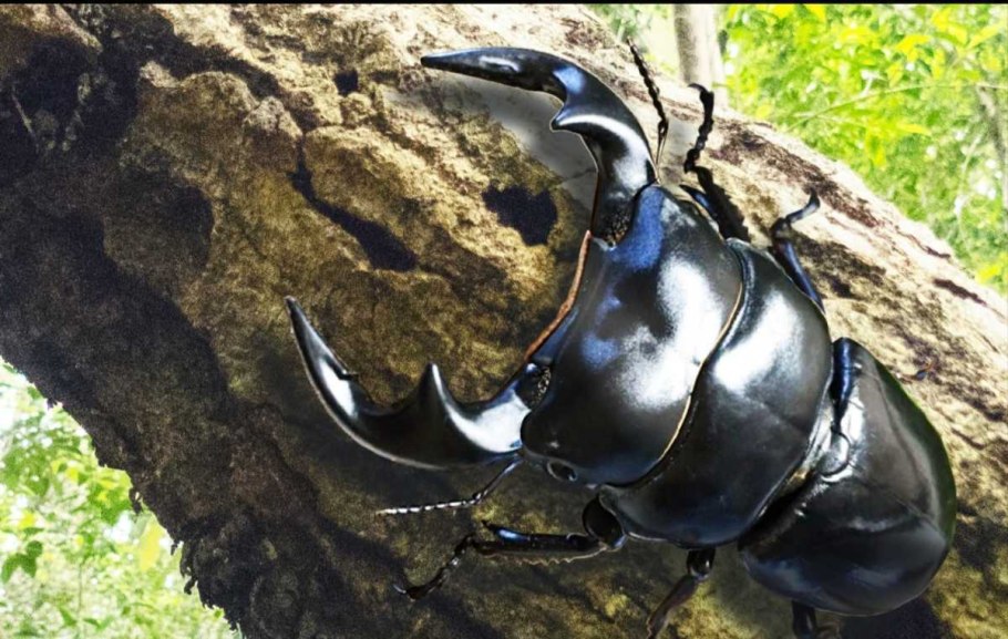 Охотничьи трофеи на стене