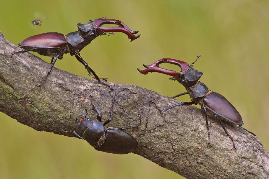 Нью Форест олени