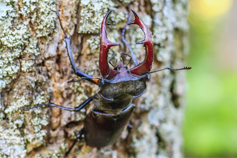 Дерево Оленьи рога из дерева