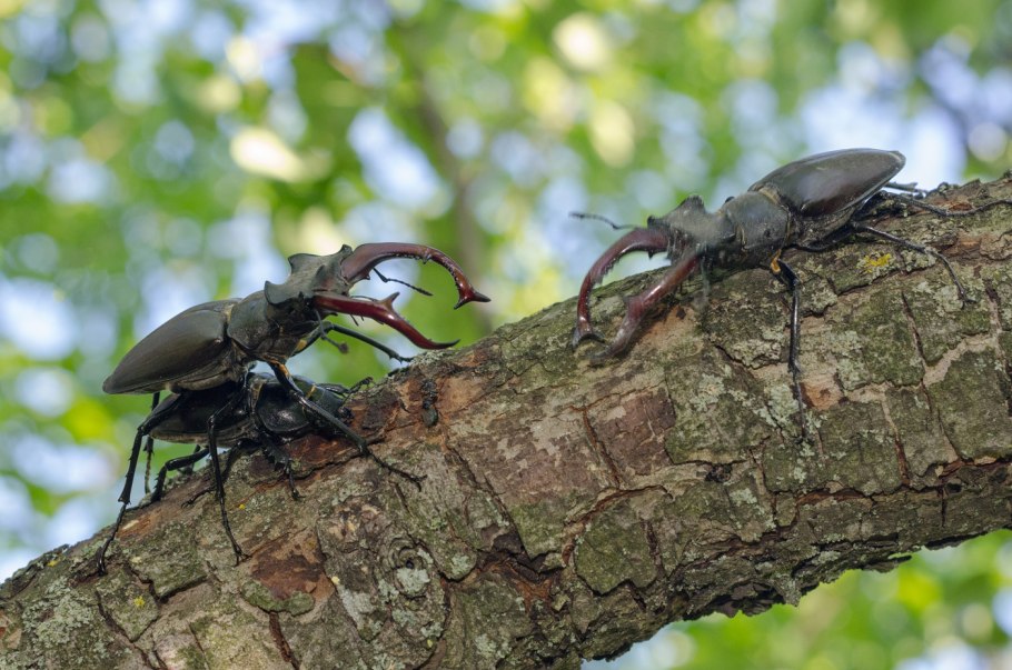Дерево оленевидный