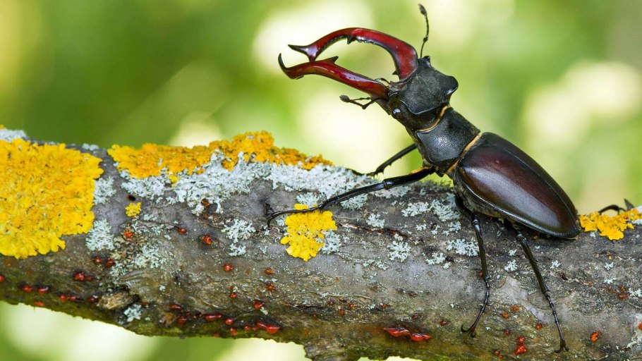 Олень с пушистым хвостом