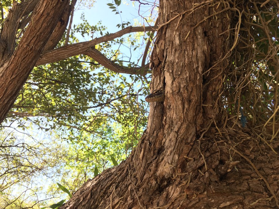 Рога лося на медальоне