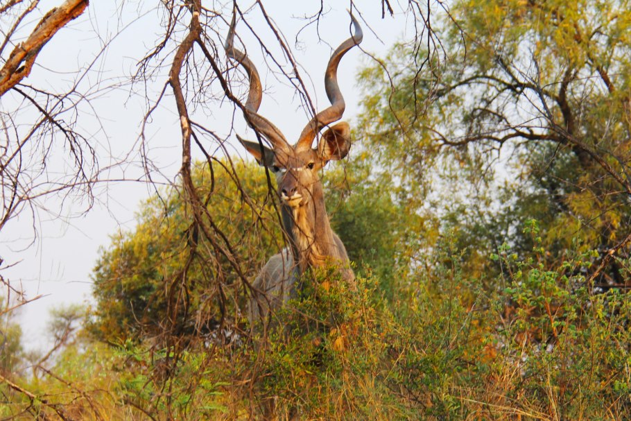Деревянные поделки