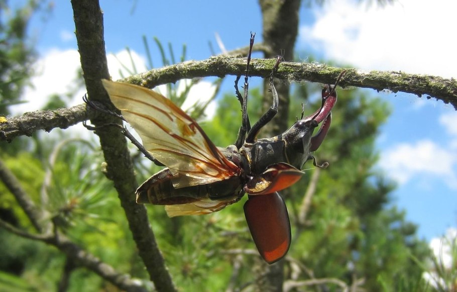 Подставка для украшений