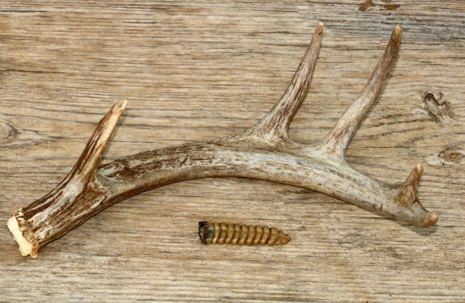 Оленьи рога оружие