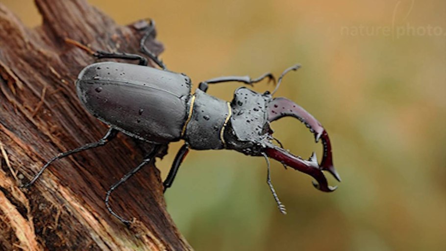 Резной олень из дерева