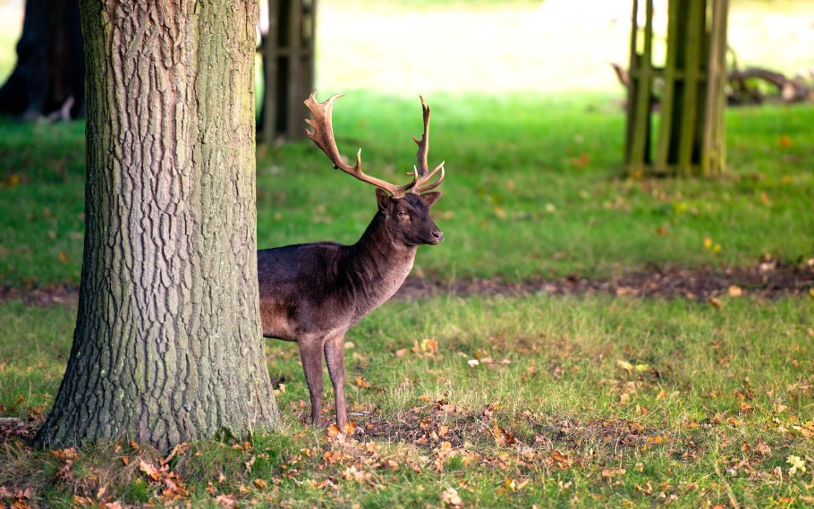 Голова оленя из дерева