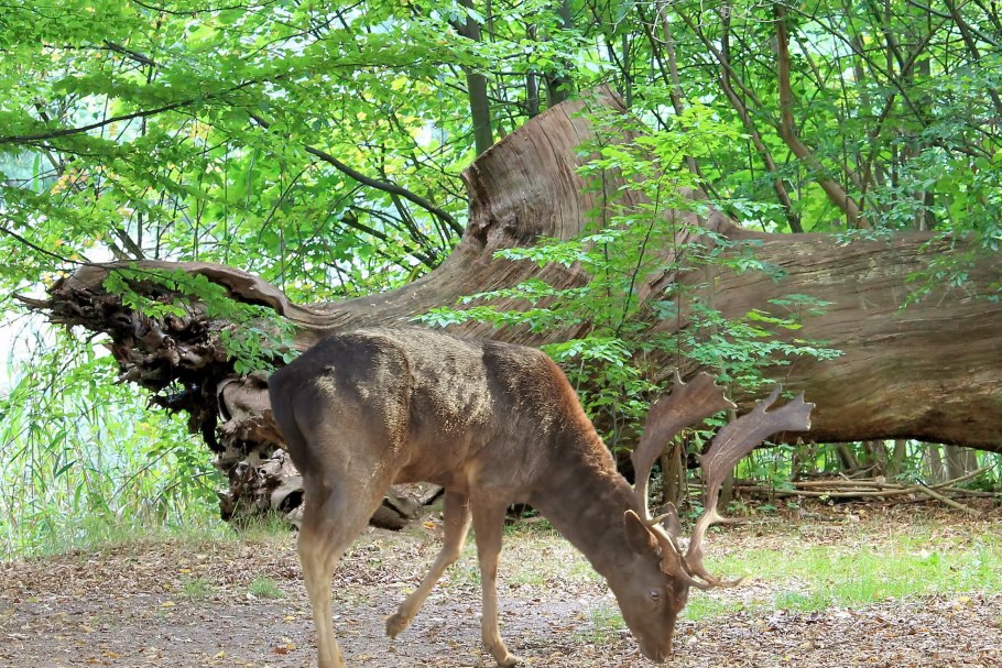 Майский Жук Рогач
