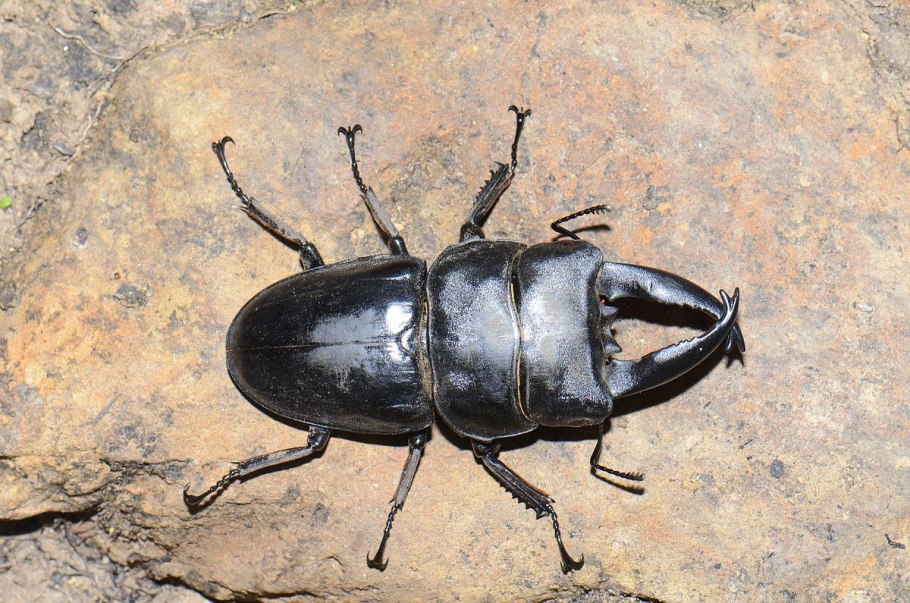 Белогрудый олень