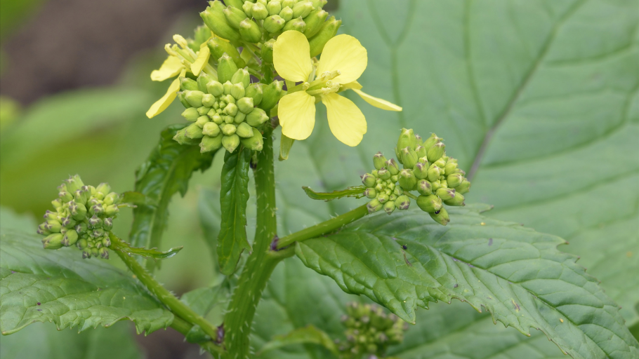 Brassica SPP