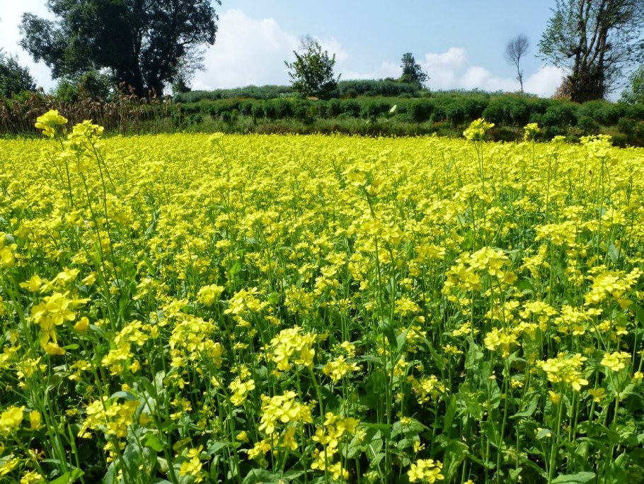 White Mustard проростки
