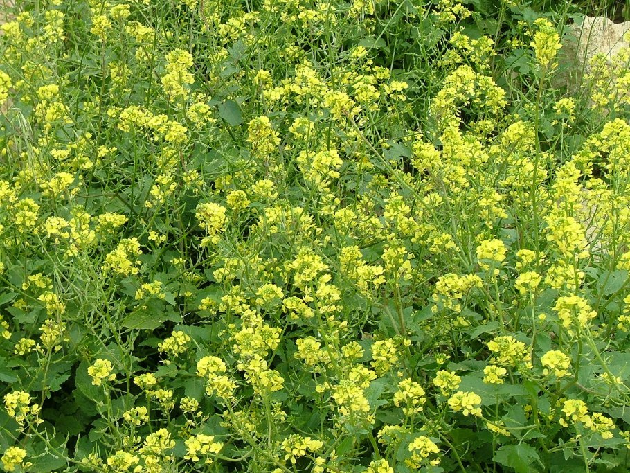 Горчица сарептская (Brassica juncea l.)