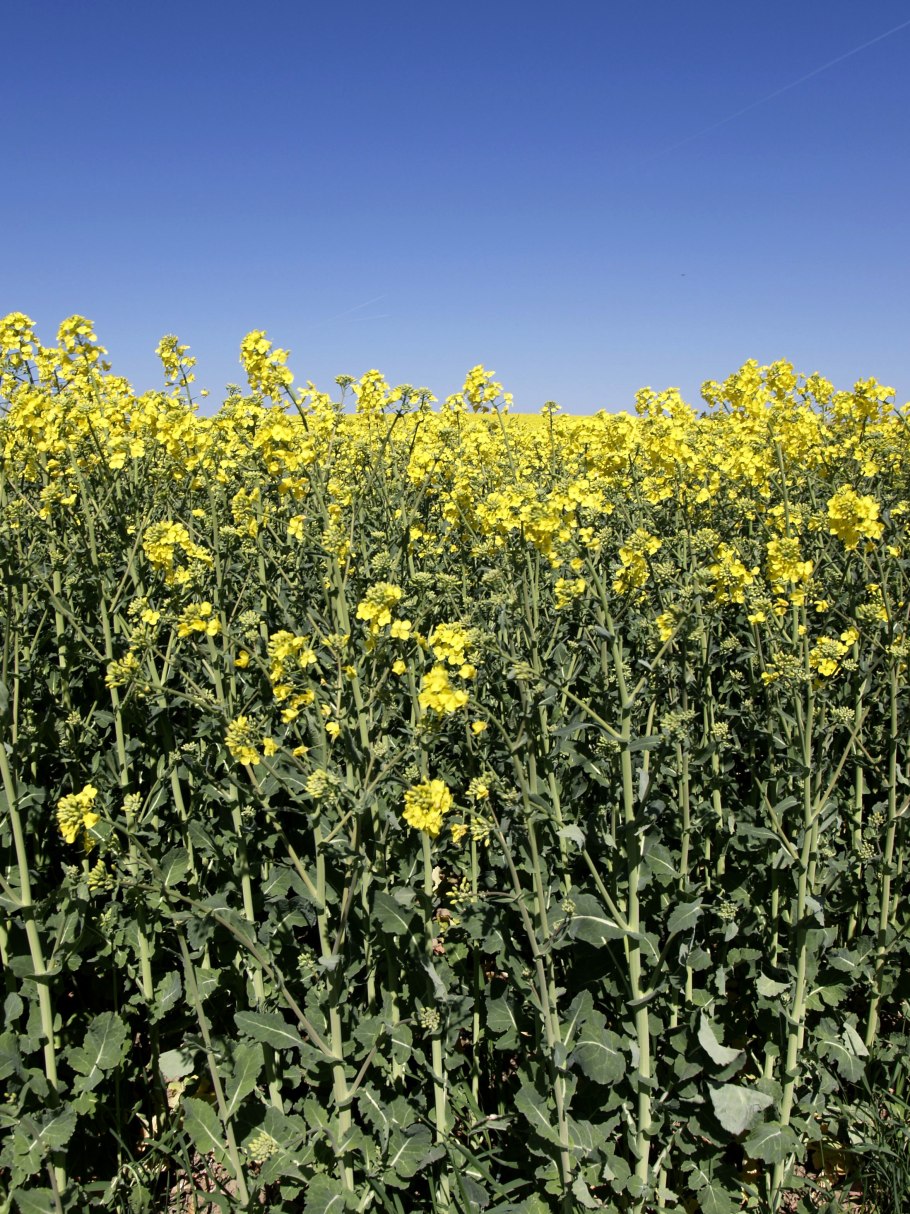 Рапс (Brassica napus var. Oleifera)